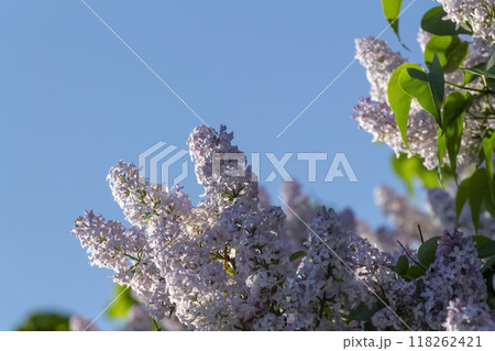 Big bush of lilac Big bush of lilac 118262421