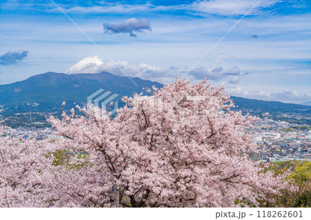 【静岡県】桜満開の香貫山から見る富士山 【静岡県】桜満開の香貫山から見る富士山 118262601