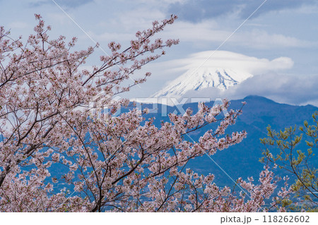 【静岡県】桜満開の香貫山から見る富士山 118262602