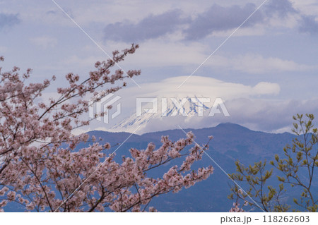 【静岡県】桜満開の香貫山から見る富士山 118262603