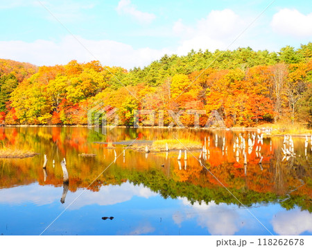 福島の秋の名所、裏磐梯観音沼森林公園の紅葉 福島の秋の名所、裏磐梯観音沼森林公園の紅葉 118262678