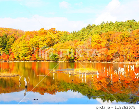 福島の秋の名所、裏磐梯観音沼森林公園の紅葉 福島の秋の名所、裏磐梯観音沼森林公園の紅葉 118262679