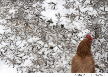 Chicken footprints in the snow Chicken footprints in the snow 118262825