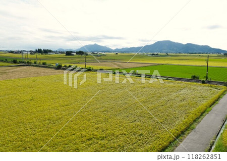 日本一のお米どころ越後平野 118262851