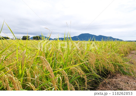日本一のお米どころ越後平野 日本一のお米どころ越後平野 118262853