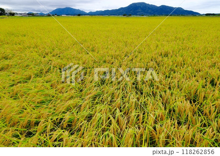 日本一のお米どころ越後平野 日本一のお米どころ越後平野 118262856