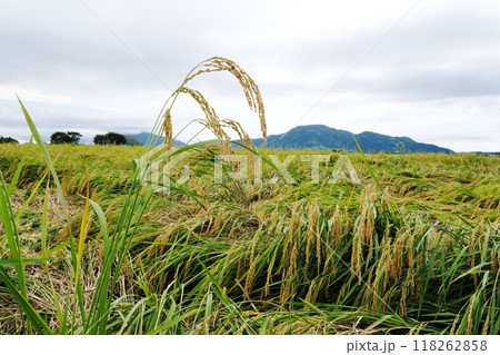 日本一のお米どころ越後平野 118262858