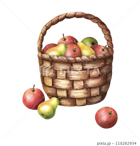 Watercolor wicker basket filled with fresh juicy apple and pear fruits. Hand drawn watercolor illustration isolated on white background. For clip art cards invitation label package 118262934
