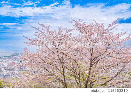 【静岡県】桜満開の香貫山から沼津の街並みを見る 118263219