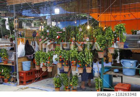 ほおずきは鉢植えにされ、風鈴の音と灯に照らされて今日の主役を務める 118263348