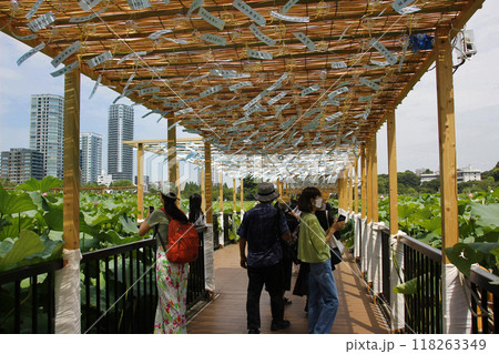 風鈴が風に靡き涼しげな音の小道を歩く。上野の不忍池のハスも甘い香りを漂わせて不思議な世界観 118263349