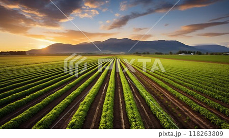 Golden Harvest: Expansive Views of Crop Fields. Generative ai 118263809