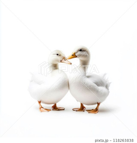 Two white ducks standing together on a white background 118263838