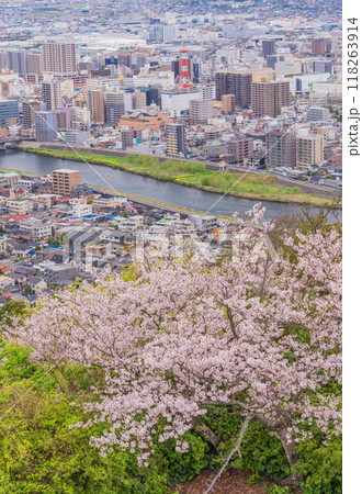 【静岡県】桜満開の香貫山から沼津の街並みを見下ろす 118263914