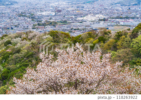 【静岡県】桜満開の香貫山から沼津の街並みを見下ろす 118263922