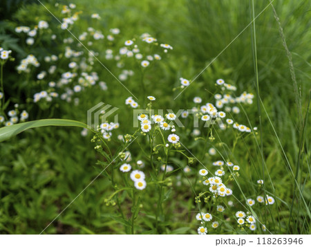 河川敷に咲くヒメジョオンの花 河川敷に咲くヒメジョオンの花 118263946