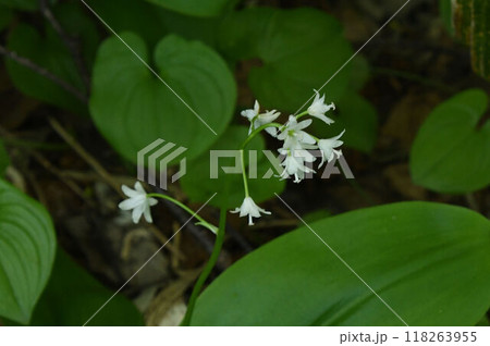 北海道利尻島で見たやや下を向いた白色の花の総状花序が綺麗なツバメオモト 北海道利尻島で見たやや下を向いた白色の花の総状花序が綺麗なツバメオモト 118263955