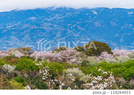 【静岡県】桜満開の香貫山から南箱根方面の展望 【静岡県】桜満開の香貫山から南箱根方面の展望 118264053