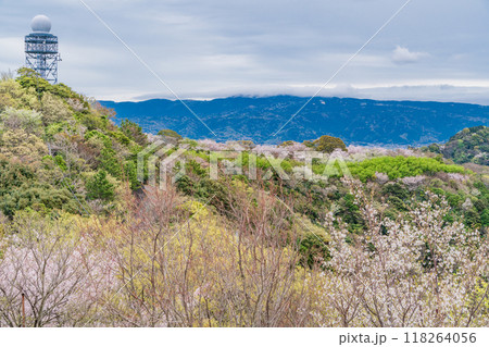 【静岡県】桜満開の香貫山から南箱根方面の展望 【静岡県】桜満開の香貫山から南箱根方面の展望 118264056