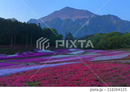 羊山公園　芝桜の丘 118264125