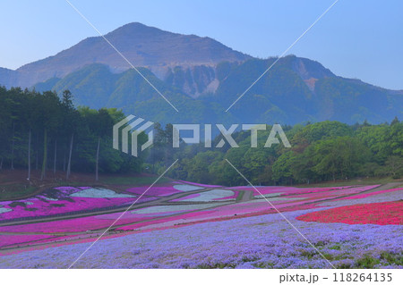 羊山公園　芝桜の丘 118264135