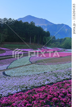 羊山公園 芝桜の丘 羊山公園 芝桜の丘 118264163