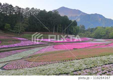 羊山公園 芝桜の丘 羊山公園 芝桜の丘 118264167