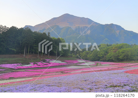 羊山公園 芝桜の丘 羊山公園 芝桜の丘 118264170
