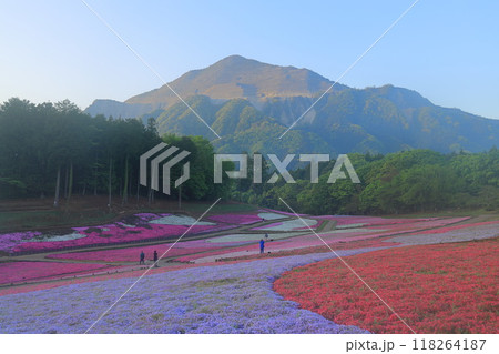 羊山公園　芝桜の丘 118264187