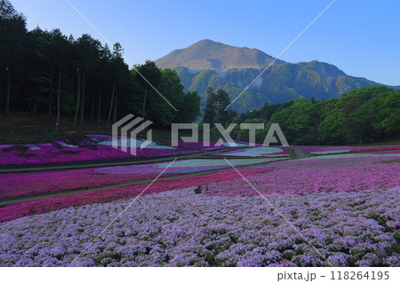 羊山公園　芝桜の丘 118264195