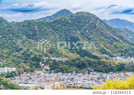 【静岡県】新緑の沼津アルプスに点在して咲く山桜と伊豆方面の展望 118264313