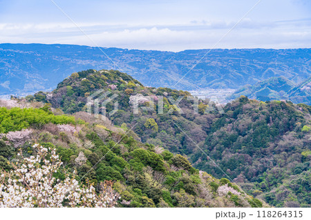 【静岡県】新緑の沼津アルプスに点在して咲く山桜と伊豆方面の展望 118264315