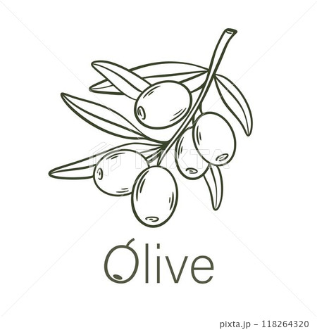 Ripe olive fruits on a branch with leaves 118264320