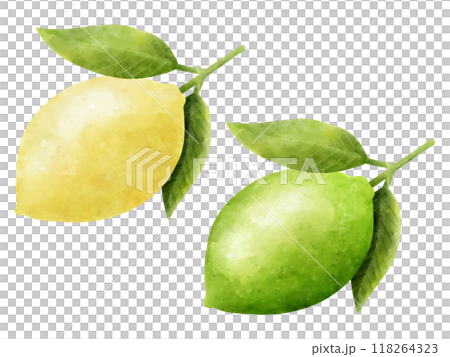 水彩で描いた葉のついたレモンとライムのイラスト 118264323