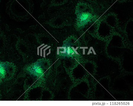 Imaginatory fractal abstract background Image 118265026