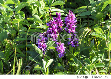 北海道礼文島で見た赤紫色の花の花序を持つ株が多数群生している様子が綺麗なハクサンチドリ 118265039