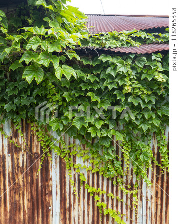 古い小屋を覆う植物 118265358