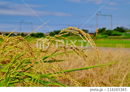 収穫直前 豊作の新潟米 収穫直前 豊作の新潟米 118265365
