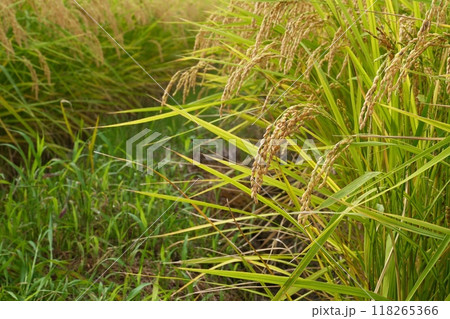 収穫直前 豊作の新潟米 収穫直前 豊作の新潟米 118265366