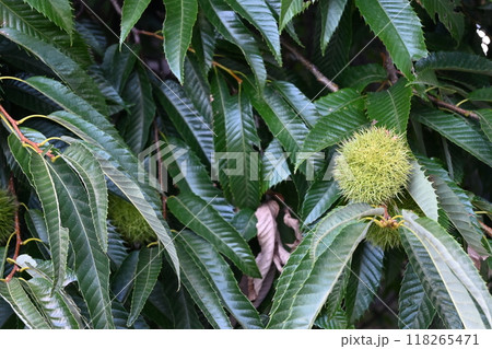 青いイガグリ 118265471