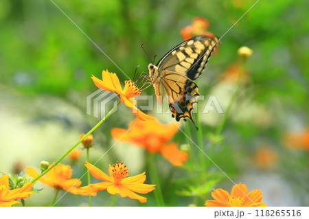キバナコスモスの蜜を求めて飛び回るキアゲハ 118265516