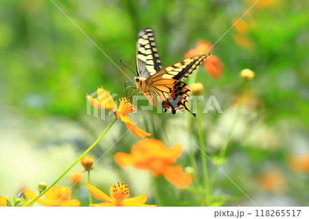 キバナコスモスの蜜を求めて飛び回るキアゲハ 118265517