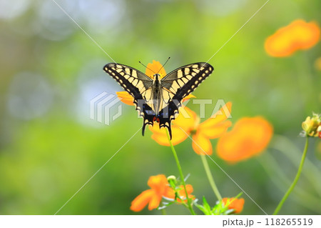 キバナコスモスの蜜を求めて飛び回るキアゲハ 118265519