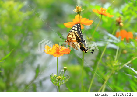 キバナコスモスの蜜を求めて飛び回るキアゲハ 118265520