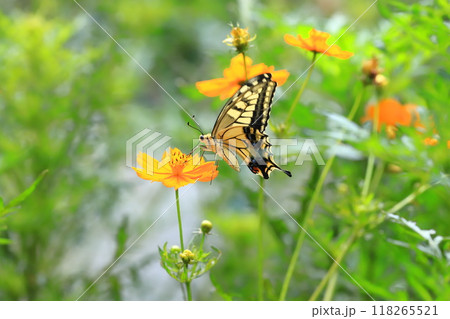 キバナコスモスの蜜を求めて飛び回るキアゲハ 118265521