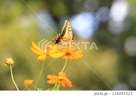 キバナコスモスの蜜を求めて飛び回るキアゲハ 118265523