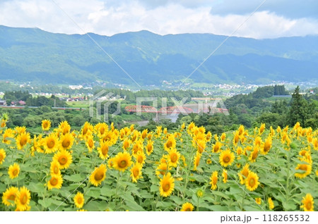 春菜の花で有名な風景を向日葵の花に変えた夏 春菜の花で有名な風景を向日葵の花に変えた夏 118265532