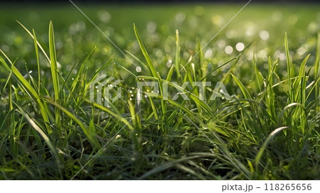 natural Grass plant green lawn. beautiful greenery in garden 118265656