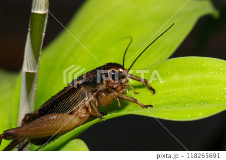 Cricket, macro of cricket on green leaf , cricket on stick, in rain season Cricket, macro of cricket on green leaf , cricket on stick, in rain season 118265691