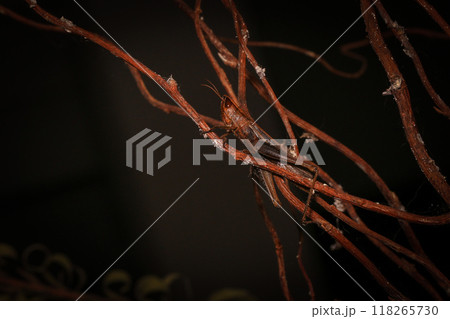 Cricket, macro of cricket on green leaf , cricket on stick,  in rain season  118265730